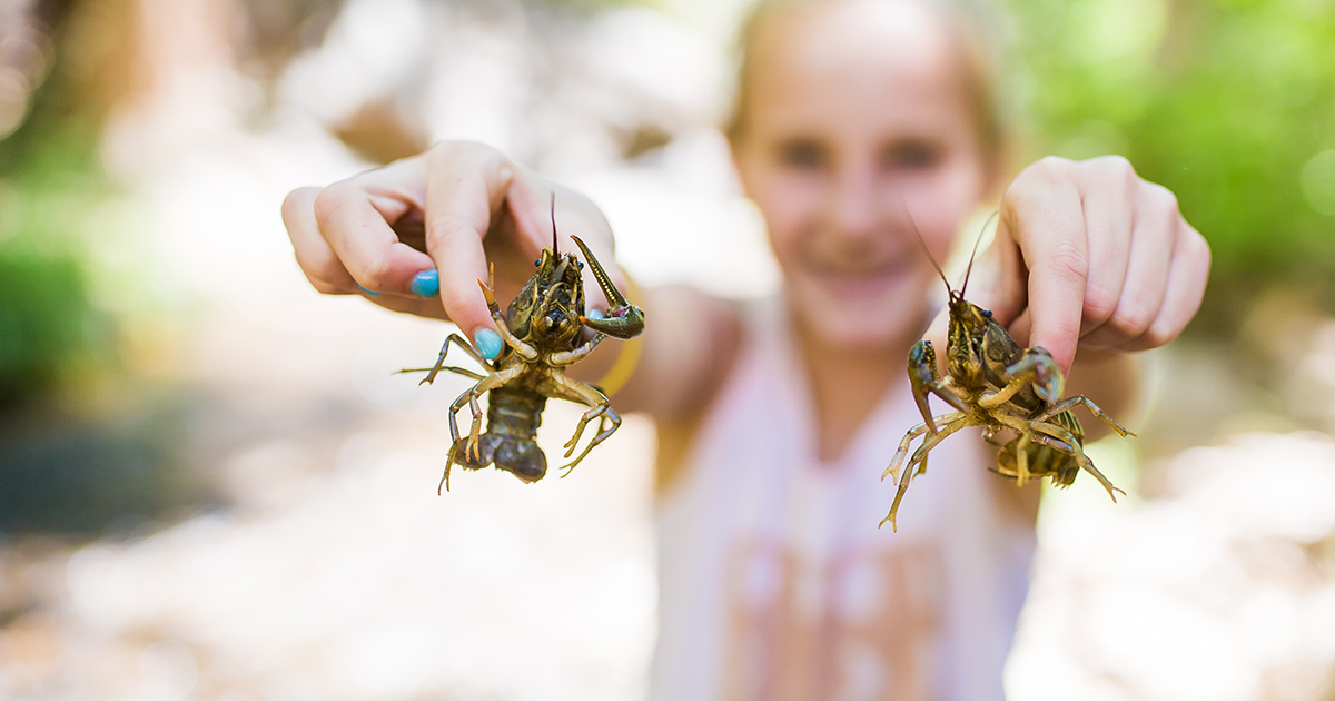 Little girl holding two crawdads